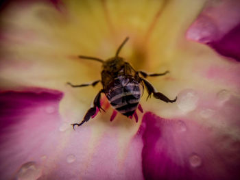 Close-up of insect on purple flower