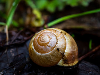 Close-up of snail on land