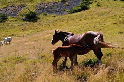 Full length of a horse on field