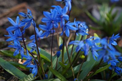 Close-up of blue flowering plants