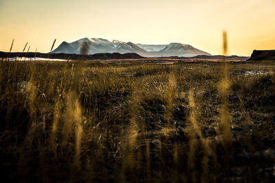 Scenic view of field against sky during sunset