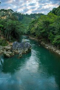 Scenic view of river flowing in forest