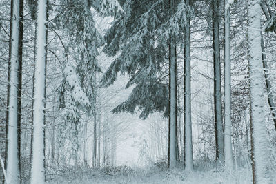 Pine trees in forest during winter