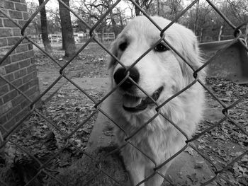 Close-up portrait of dog