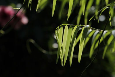 Close-up of green plant