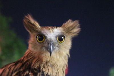 Close-up portrait of owl