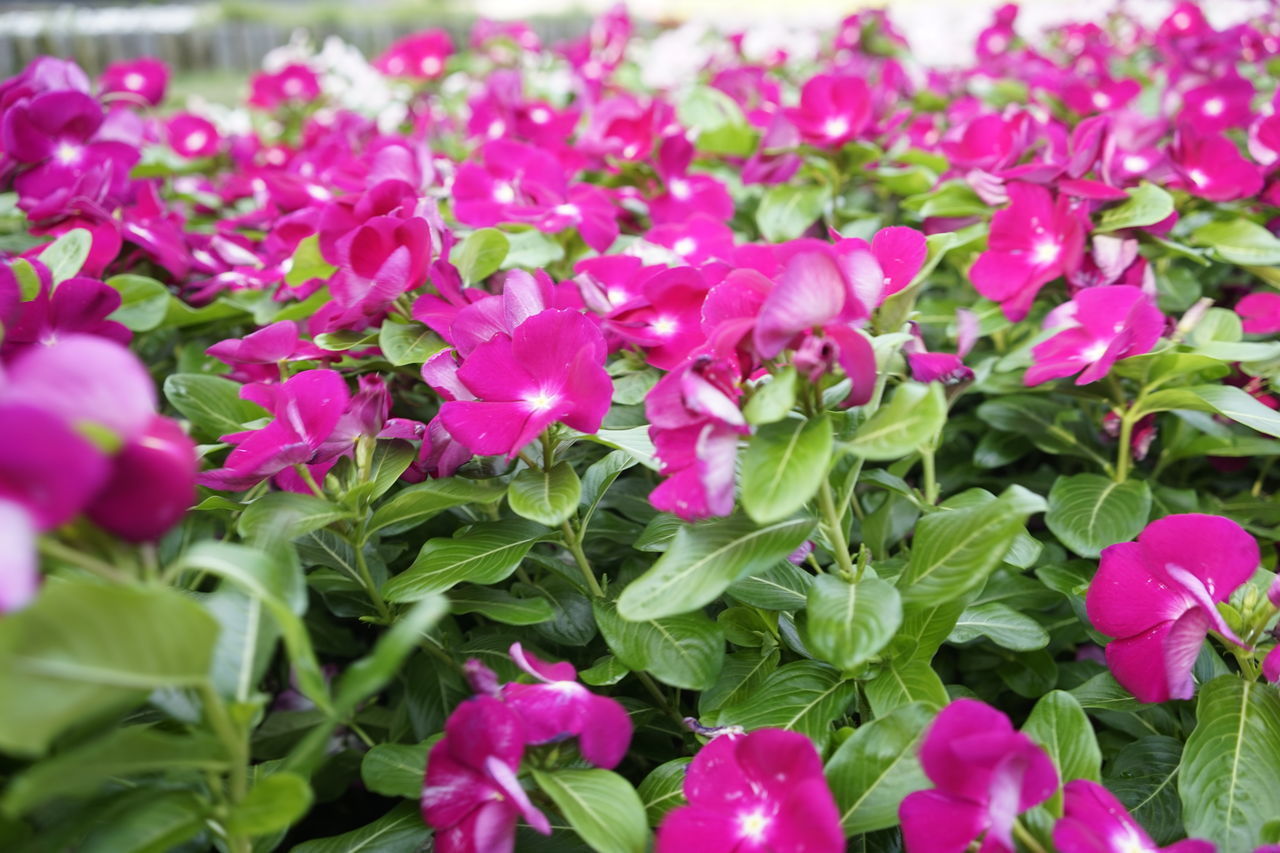 CLOSE-UP OF PINK FLOWERS