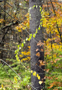 Cat on tree in forest