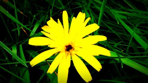 Close-up of yellow flower