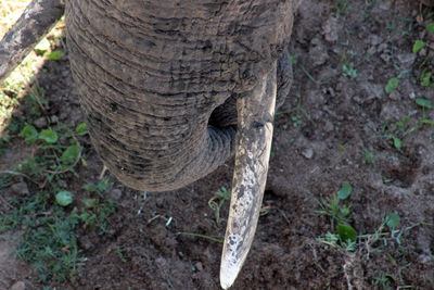 High angle view of elephant in forest