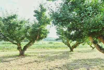 Trees on field