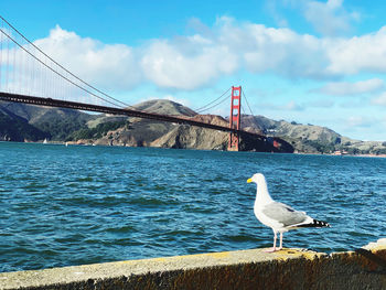 Seagull on suspension bridge over sea against sky