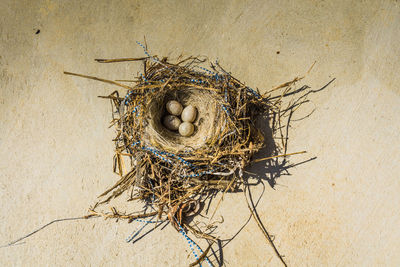 Close-up of bird nest