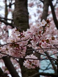 Low angle view of cherry blossoms in spring