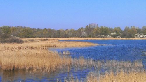 Scenic view of calm lake against clear sky