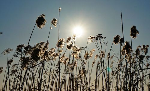 Low angle view of flowering plants against sky