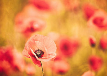 Close-up of pink poppy flower