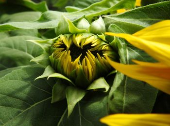 Close-up of yellow sunflower blooming outdoors