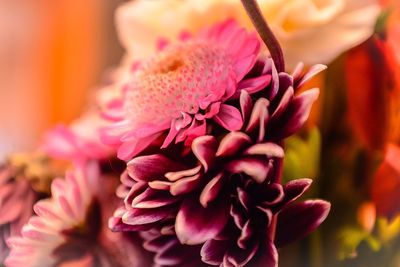 Close-up of pink flower