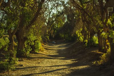 Road amidst trees in forest