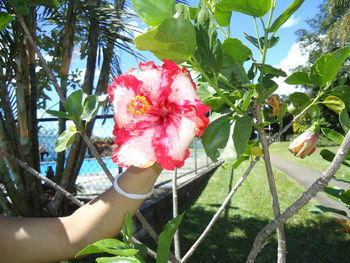 Low section of person holding red flower