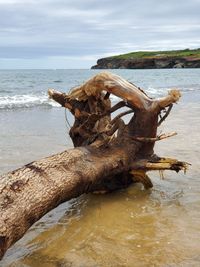 Driftwood on beach