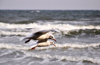 Seagulls flying over sea