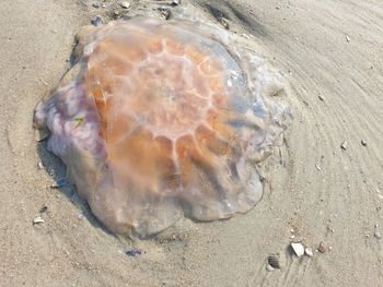 High angle view of  jellyfish on the beach