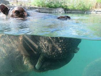 Hippo swimming in water