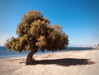 Tree on beach against clear blue sky