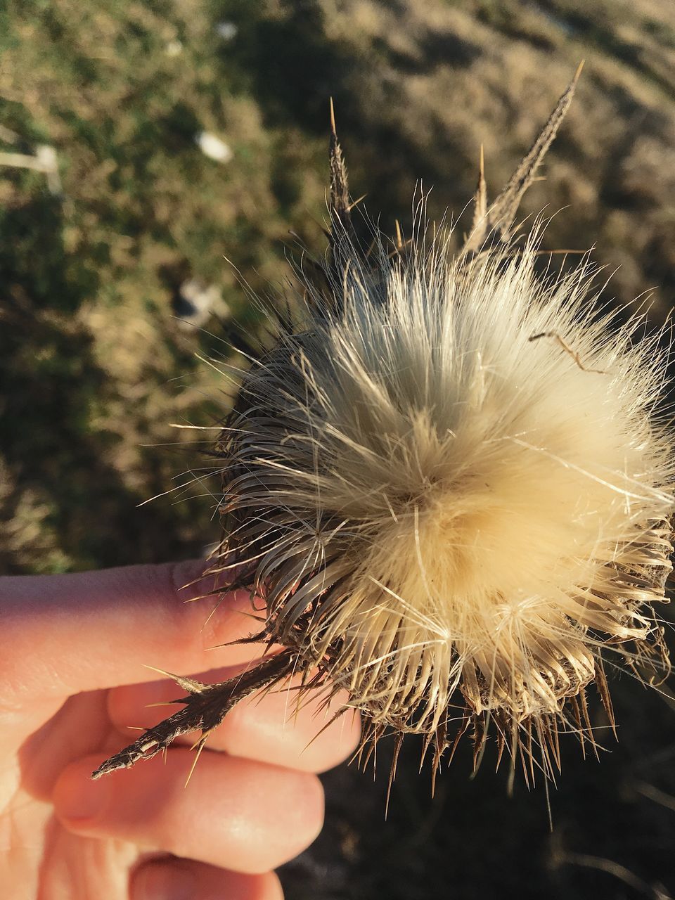 CLOSE-UP OF HAND HOLDING DANDELION AGAINST BLURRED BACKGROUND