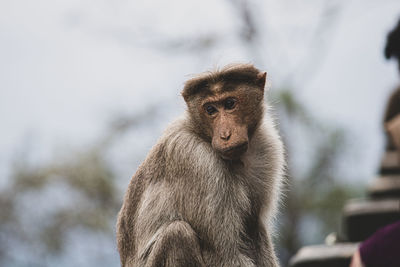 Close-up of monkey sitting outdoors