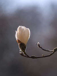 Close-up of wilted flower