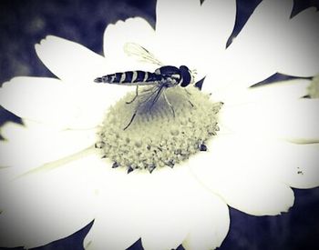 Close-up of white flowers