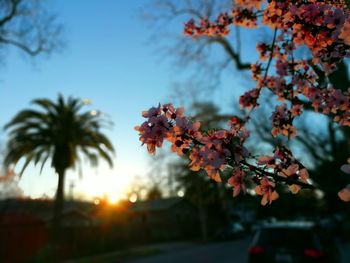 Close-up of red flowering plant against sky at sunset