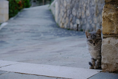 Portrait of cat on footpath