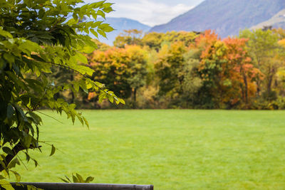 Trees and plants on field