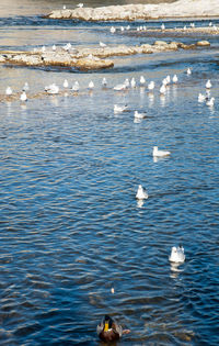 View of seagulls on sea