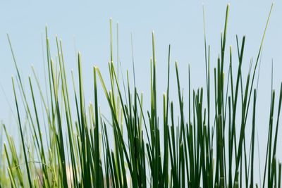 Close-up of fresh green grass against sky