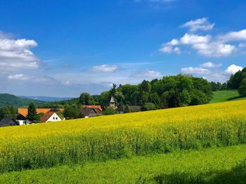 Scenic view of field against sky