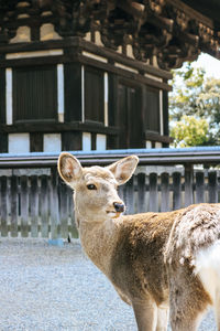 Portrait of an animal standing against building