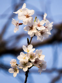 Close-up of white cherry blossoms