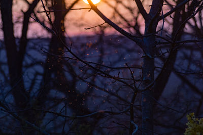 Low angle view of silhouette bare tree against sky at sunset