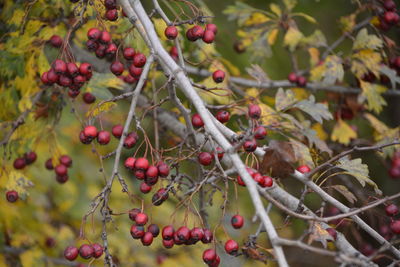 Close-up of rowanberries growing on branches