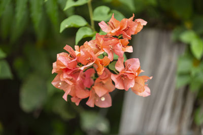 Close-up of orange flowering plant