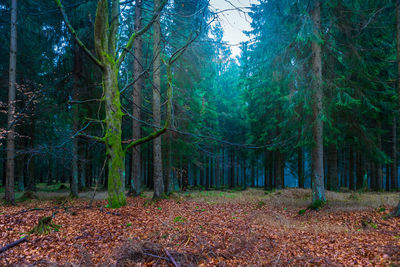 Trees in forest