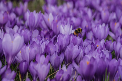 Close-up of bee pollinating on purple flower