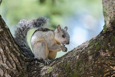 Close-up of squirrel on tree trunk