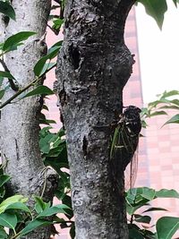 Close-up of butterfly on tree trunk