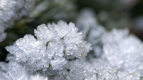 Close-up of frozen plant